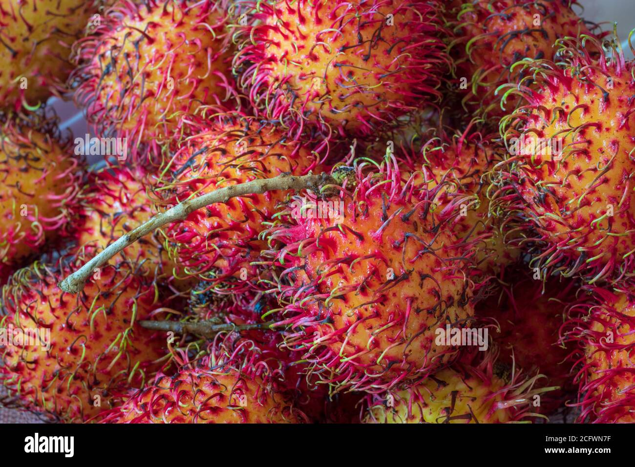 close up image of rambutan Stock Photo