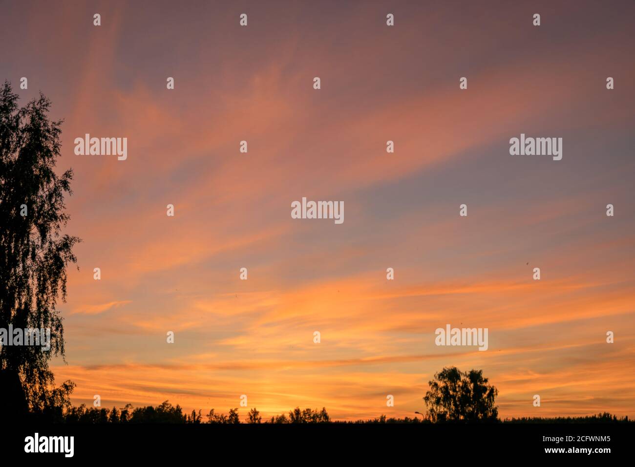 colorful sunset skies and black tree silhouettes, summer time Stock ...