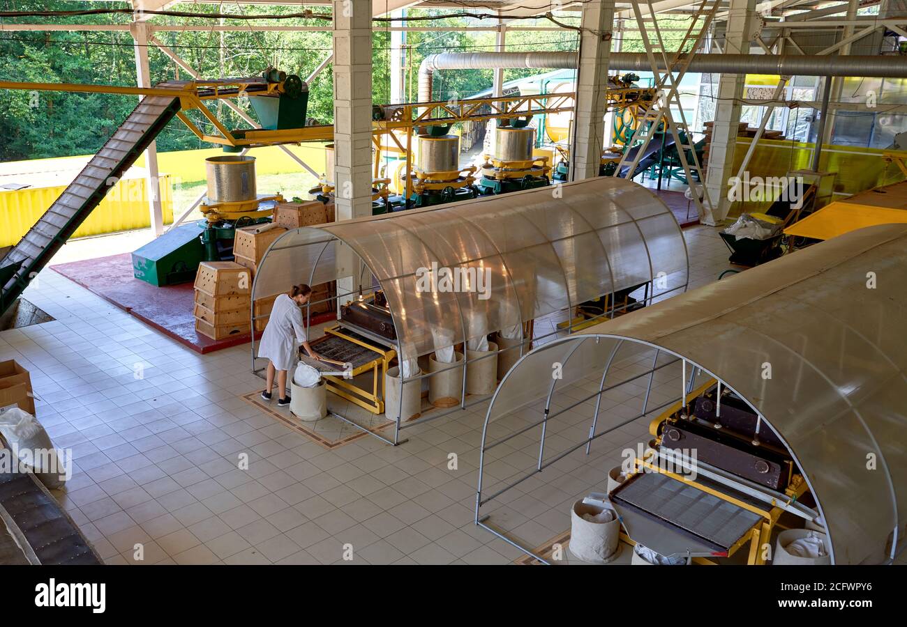 processing of tea in the factory Stock Photo Alamy