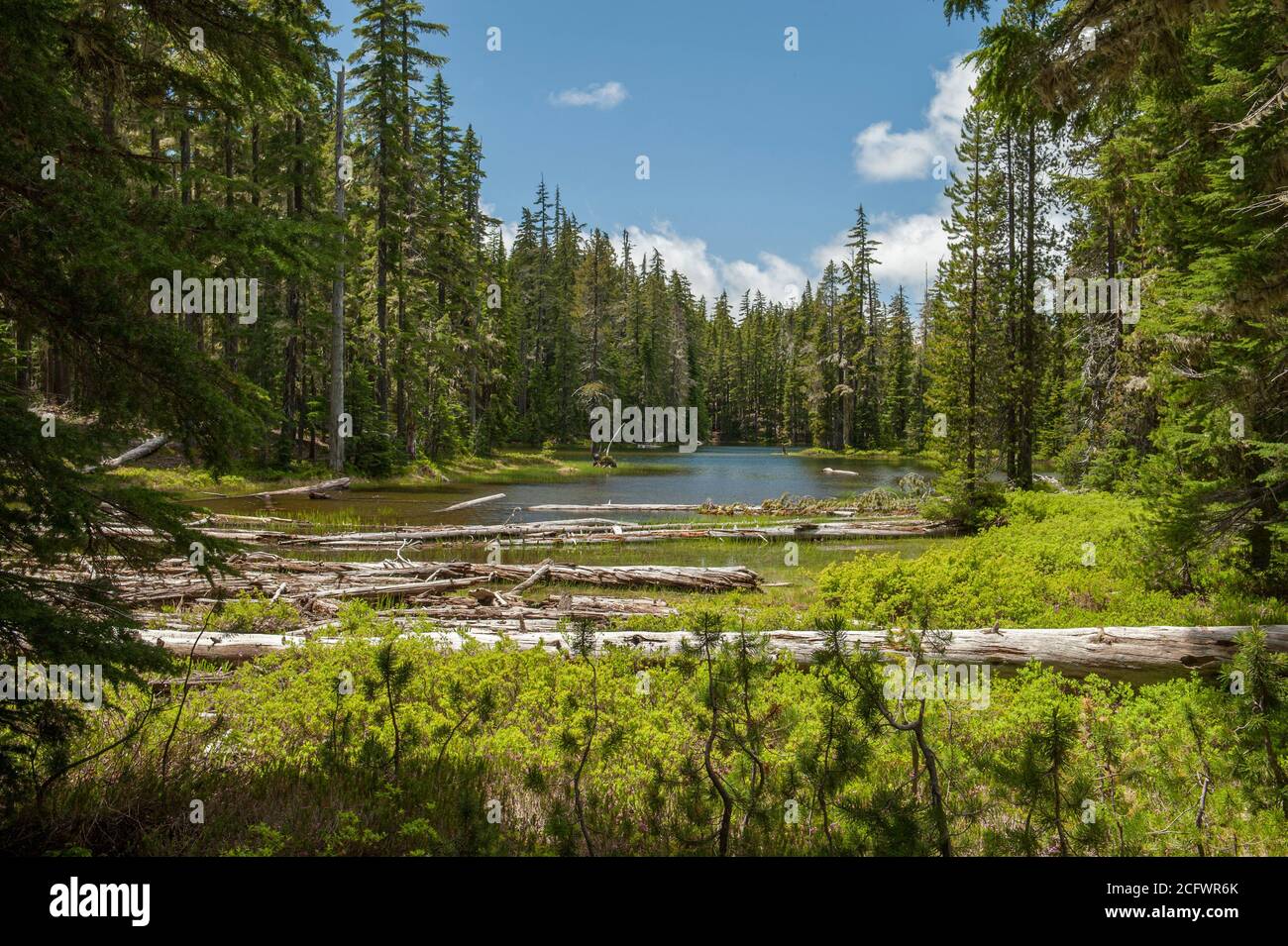 One of the dozens of unnamed alpine lakes near Oregon's Summit Lake.  Access is by a 4WD road. Stock Photo