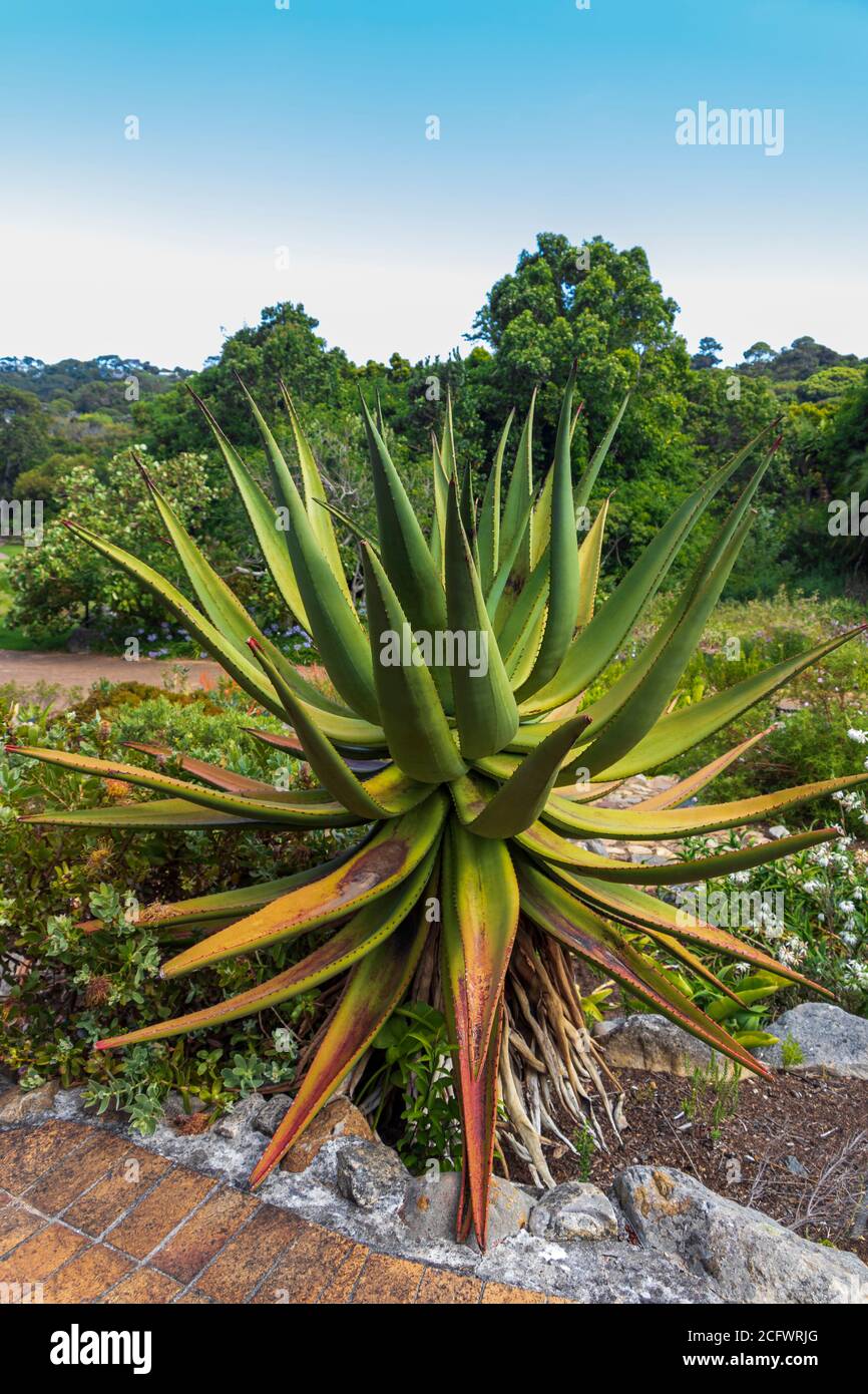 Big Aloe Vera cactus plant in Cape Town, South Africa Stock Photo ...