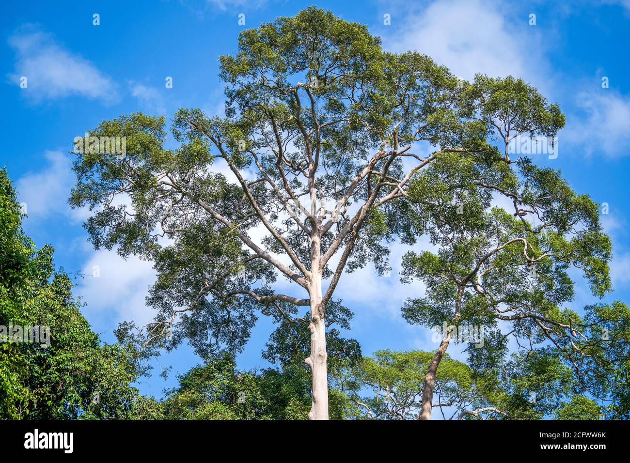 The big tropical tree with sky background, view from below. Scientific name Dipterocarpus alatus or Yang Na Yai tree or Dipterocarpaceae. Island Borne Stock Photo