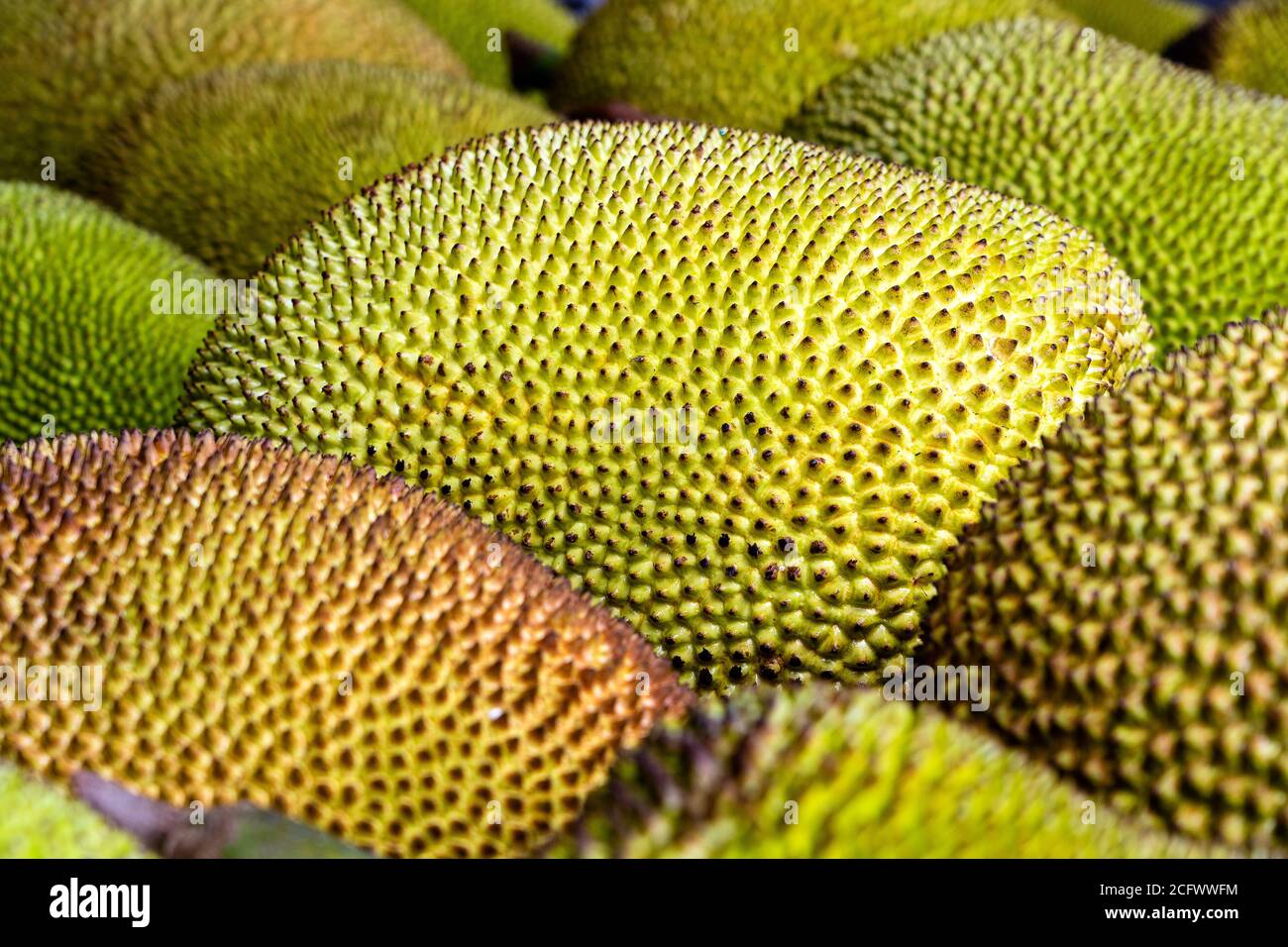 Raw jackfruit for sale on local street market in Kota Kinabalu, island