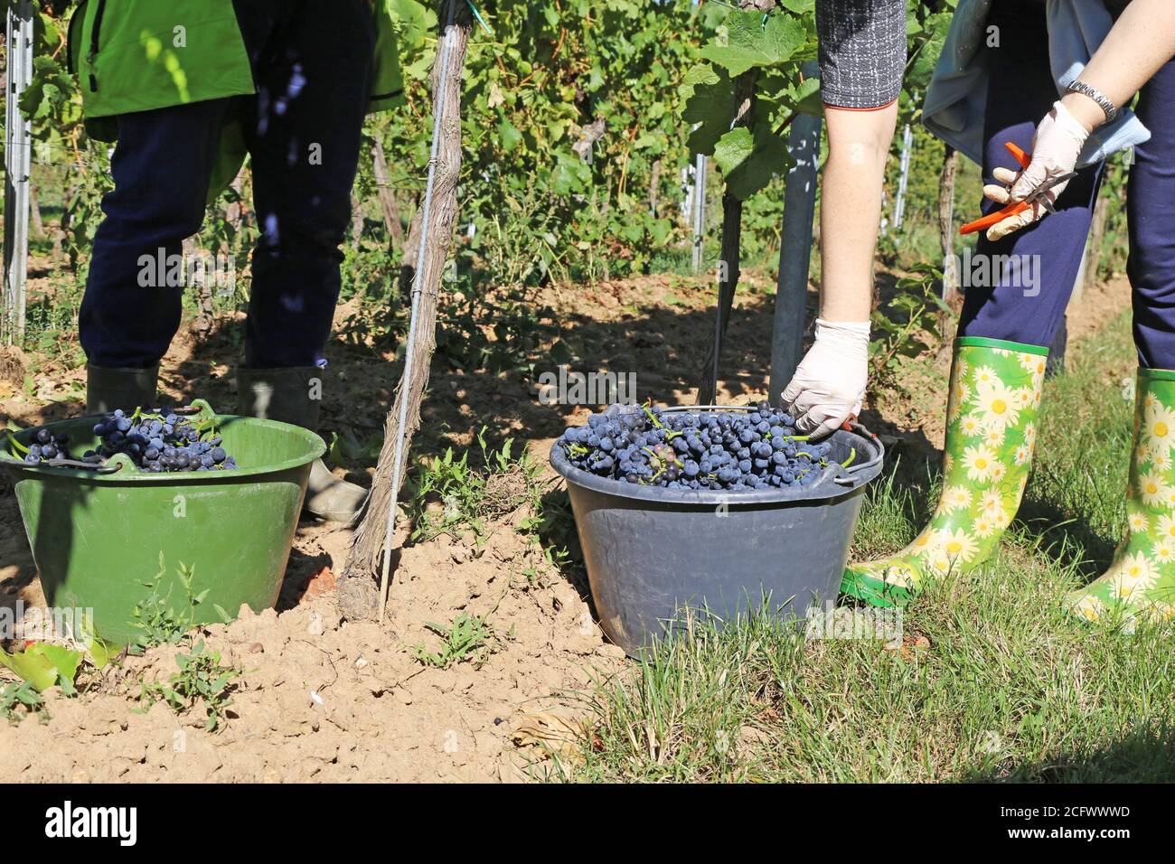 Manual grape harvesting, hand harvesting Stock Photo