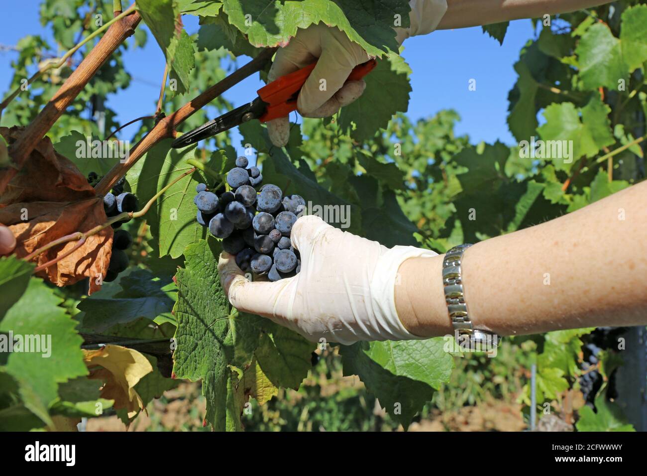 Manual grape harvesting, hand harvesting Stock Photo