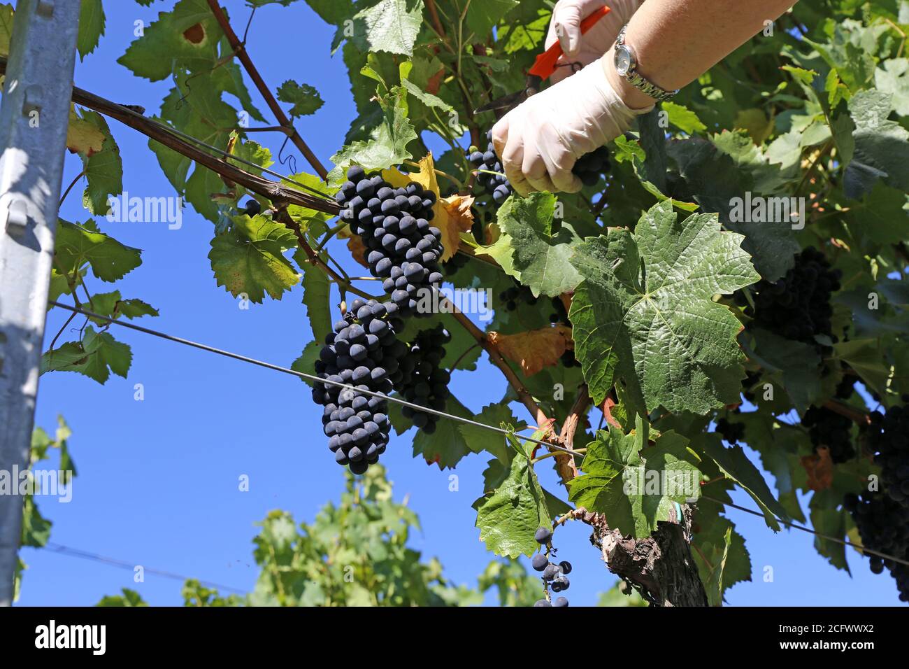 Manual grape harvesting, hand harvesting Stock Photo