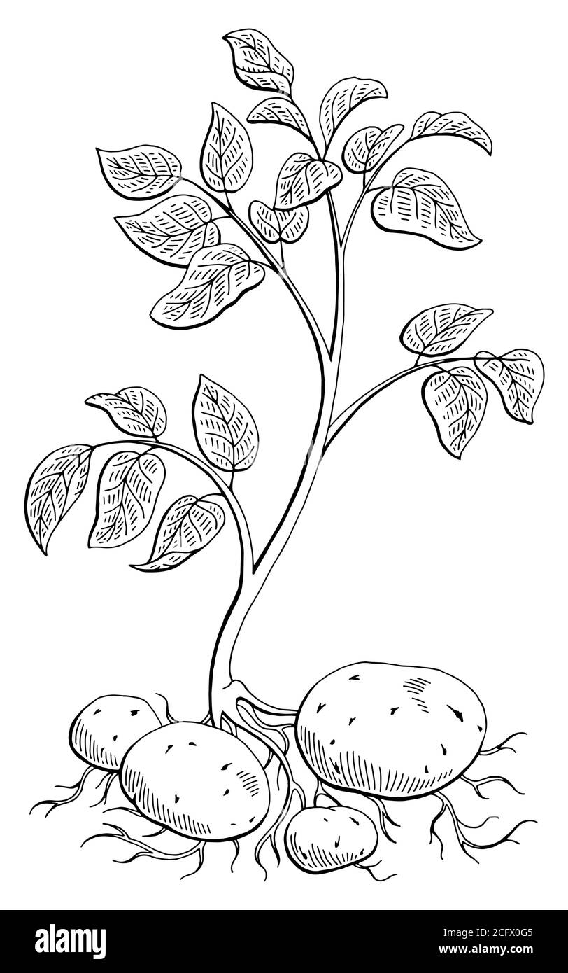 Potatoes vegetable plant graphic black white isolated sketch