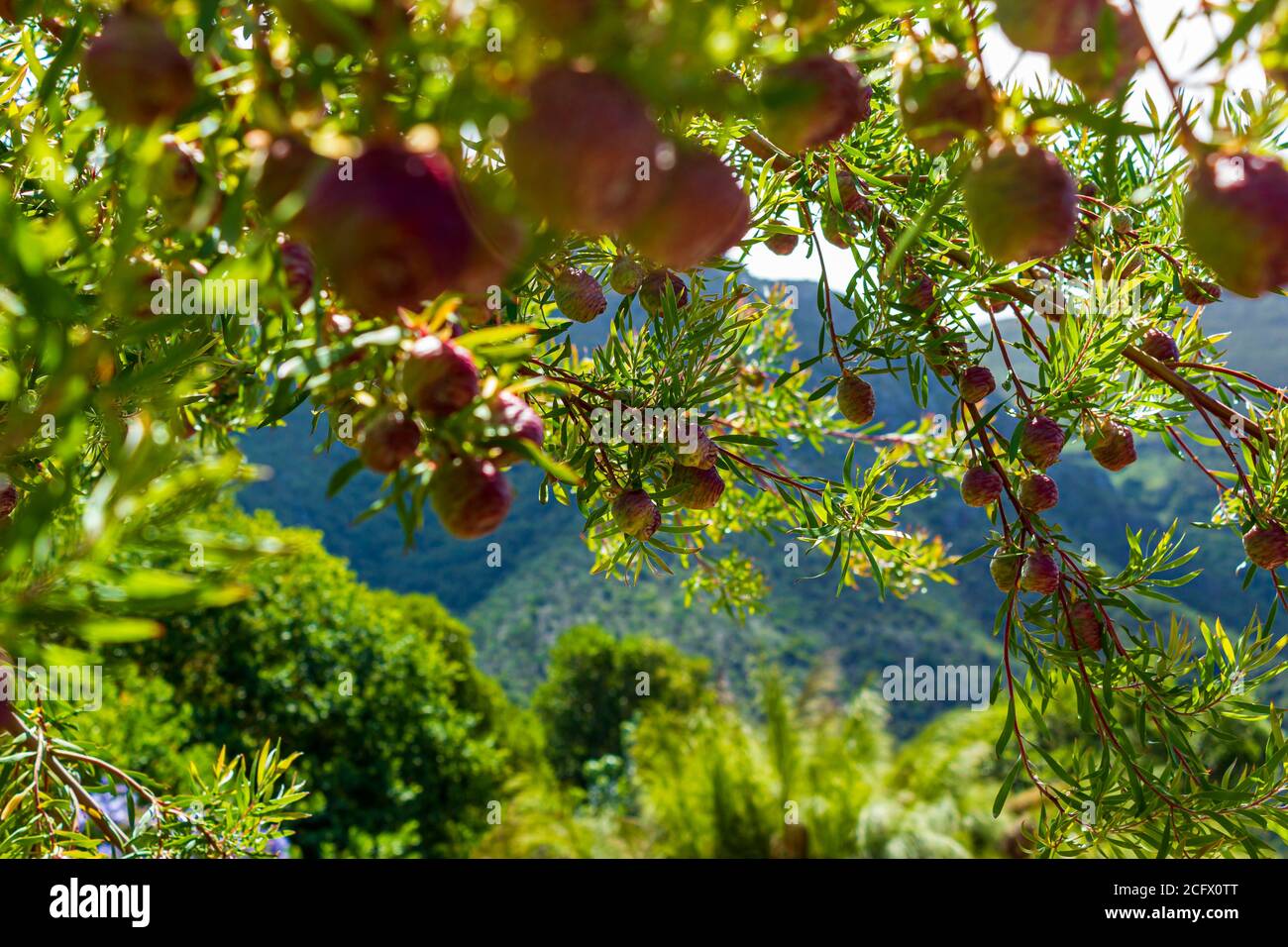 Red pine cones in Kirstenbosch National Botanical Garden in Cape Town