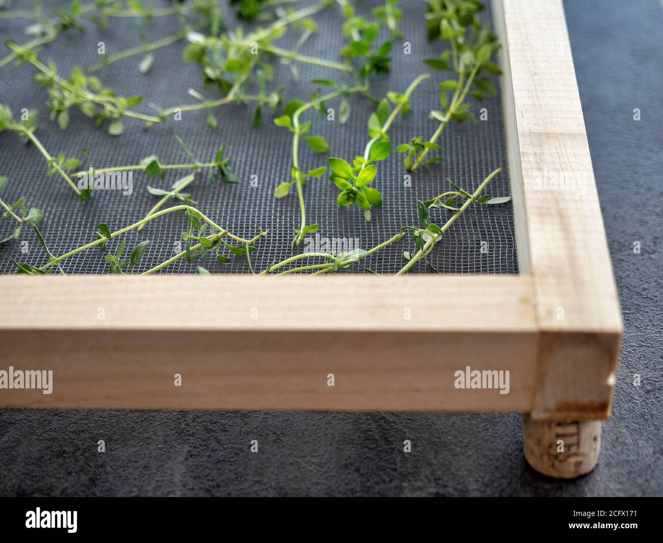 Fresh thyme (thymus vulgaris) on sieve ready for drying. Overhead view. Stock Photo