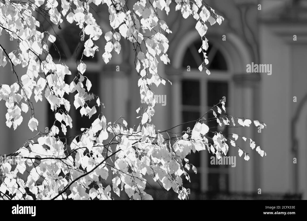 Black and white concept of an autumn birch branch in the sunlight of the autumn season (Tsarskoye Selo, Saint Petersburg) Stock Photo