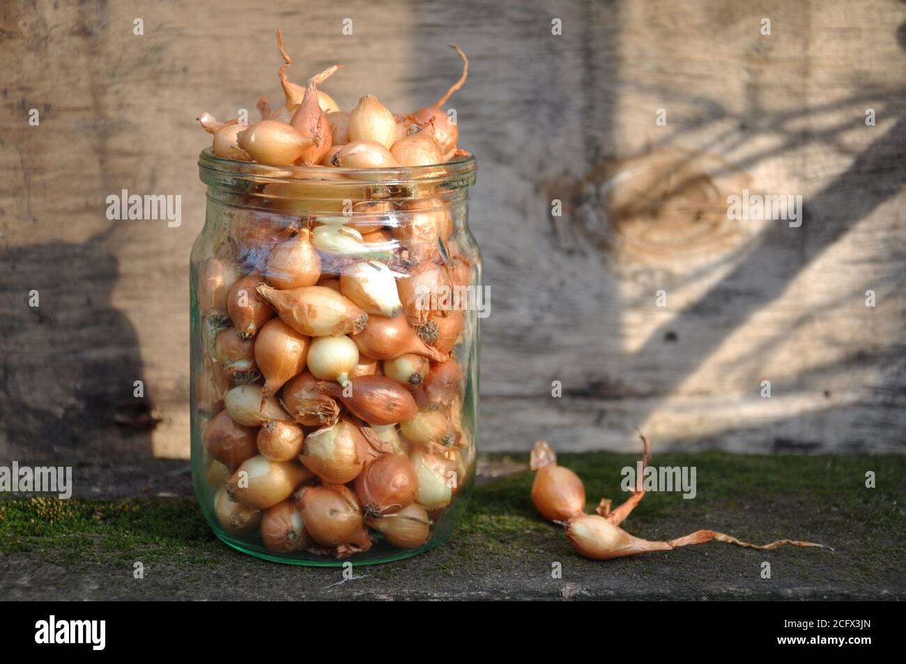 Planting onion set hires stock photography and images Alamy
