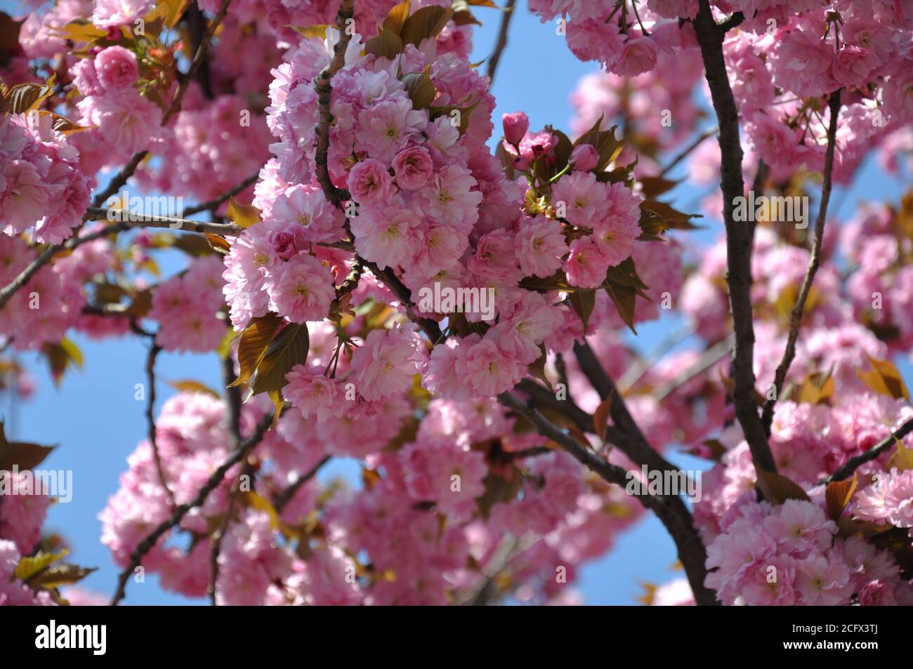 Abundant lush flowering of cherry blossoms in spring. Stock Photo