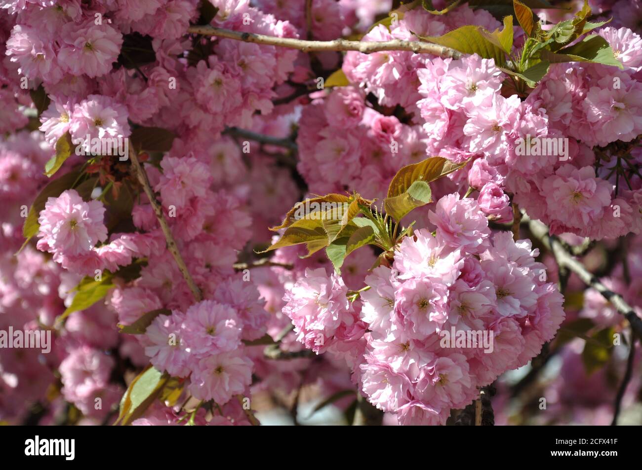 The sakura tree is lush with pink flowers. Japanese cherry Stock Photo ...