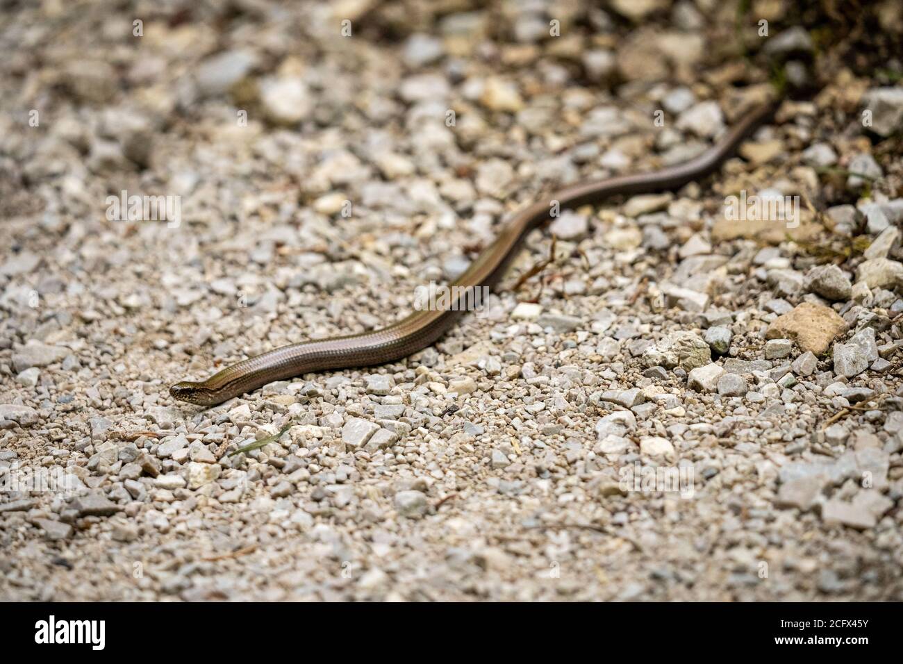 closeup of a blindworm on a gravel road in bavaria, germany Stock Photo