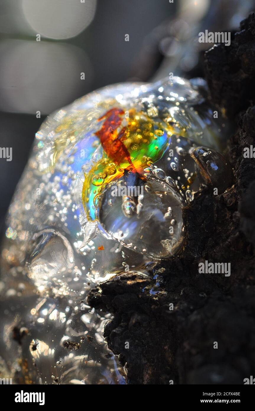 Gum, glue, resin, juice from the bark on the trunk of a tree. In pitch