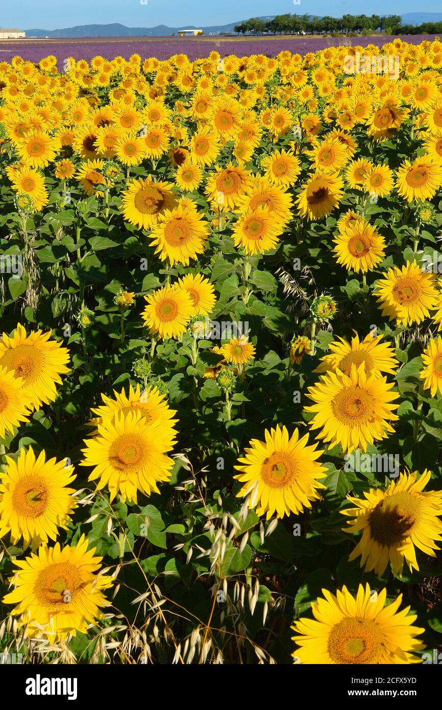 Field of sunflowers and lavender on the Valensole plateau Stock Photo