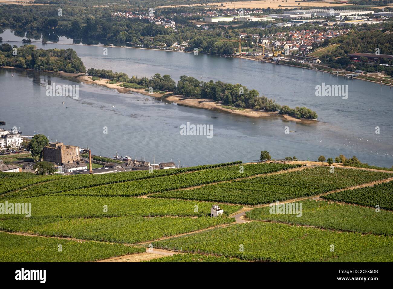 view on hillside vineyards along the Rhine River and the fulder aue island in the rhine near ruedesheim, germany Stock Photo