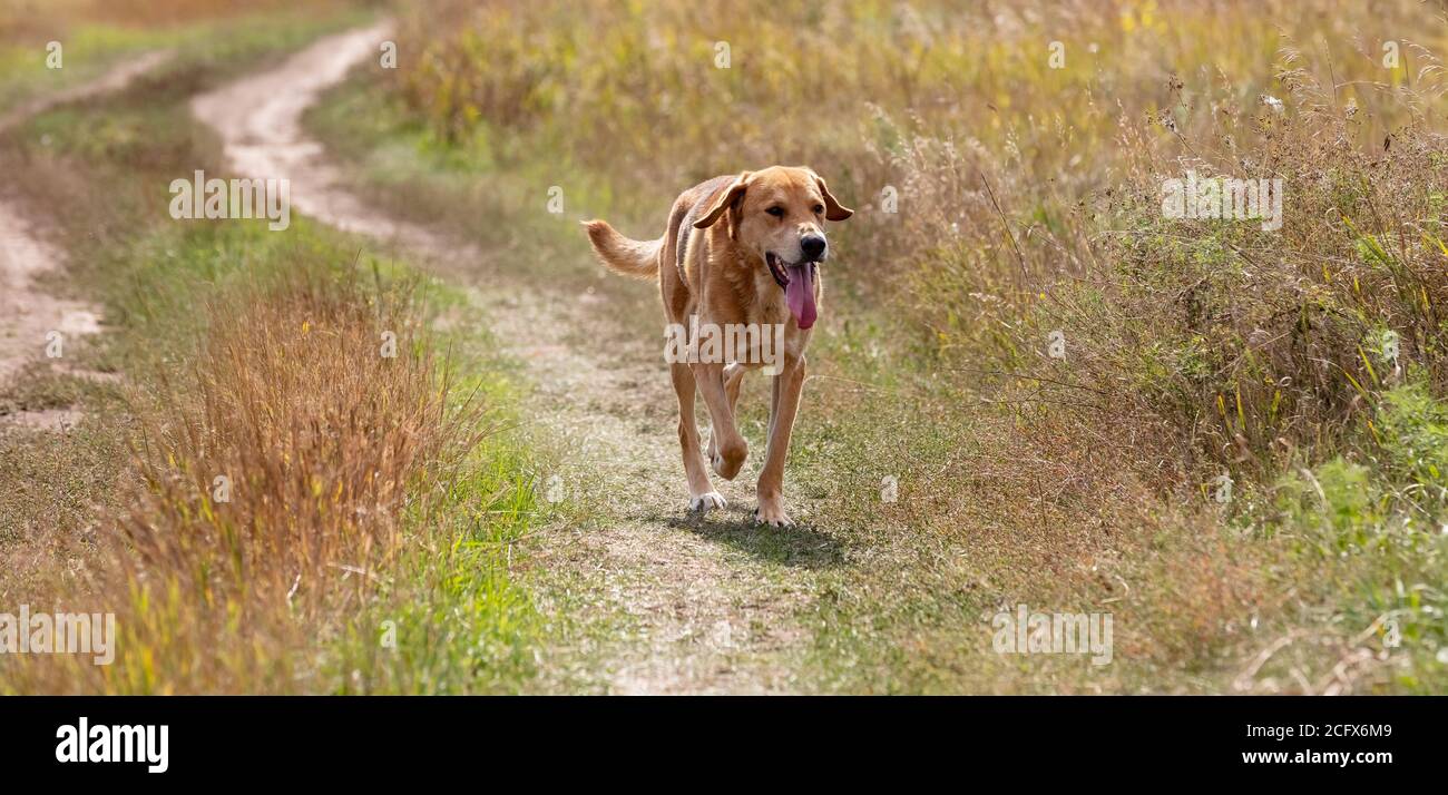 A shot of a brown hound dog running and hunting on a road in the