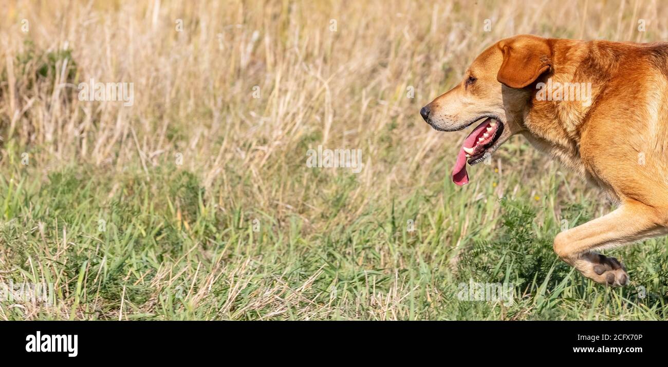 A shot of a brown hound dog running and hunting in the country