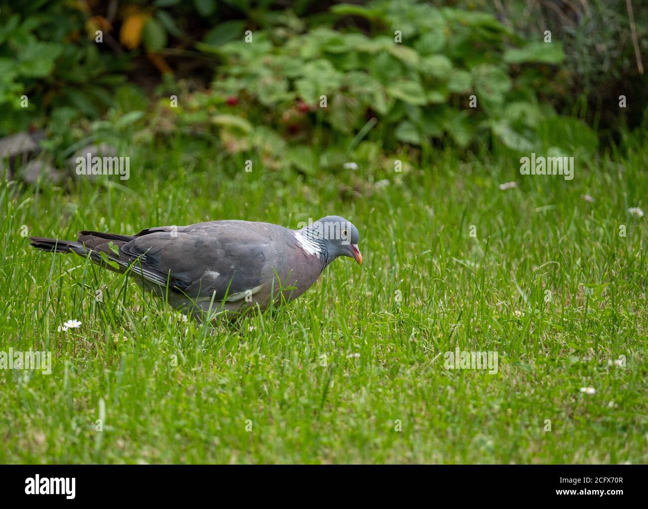 pidgeon searching for grass seeds in garden in summer time, germany Stock Photo