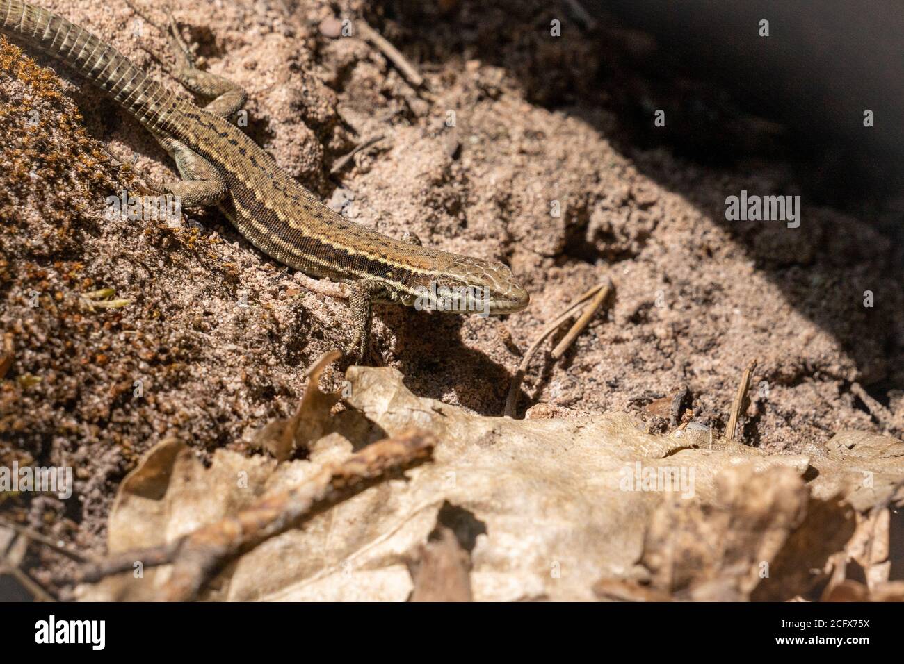 common wall lizard resting on the ground, germany Stock Photo