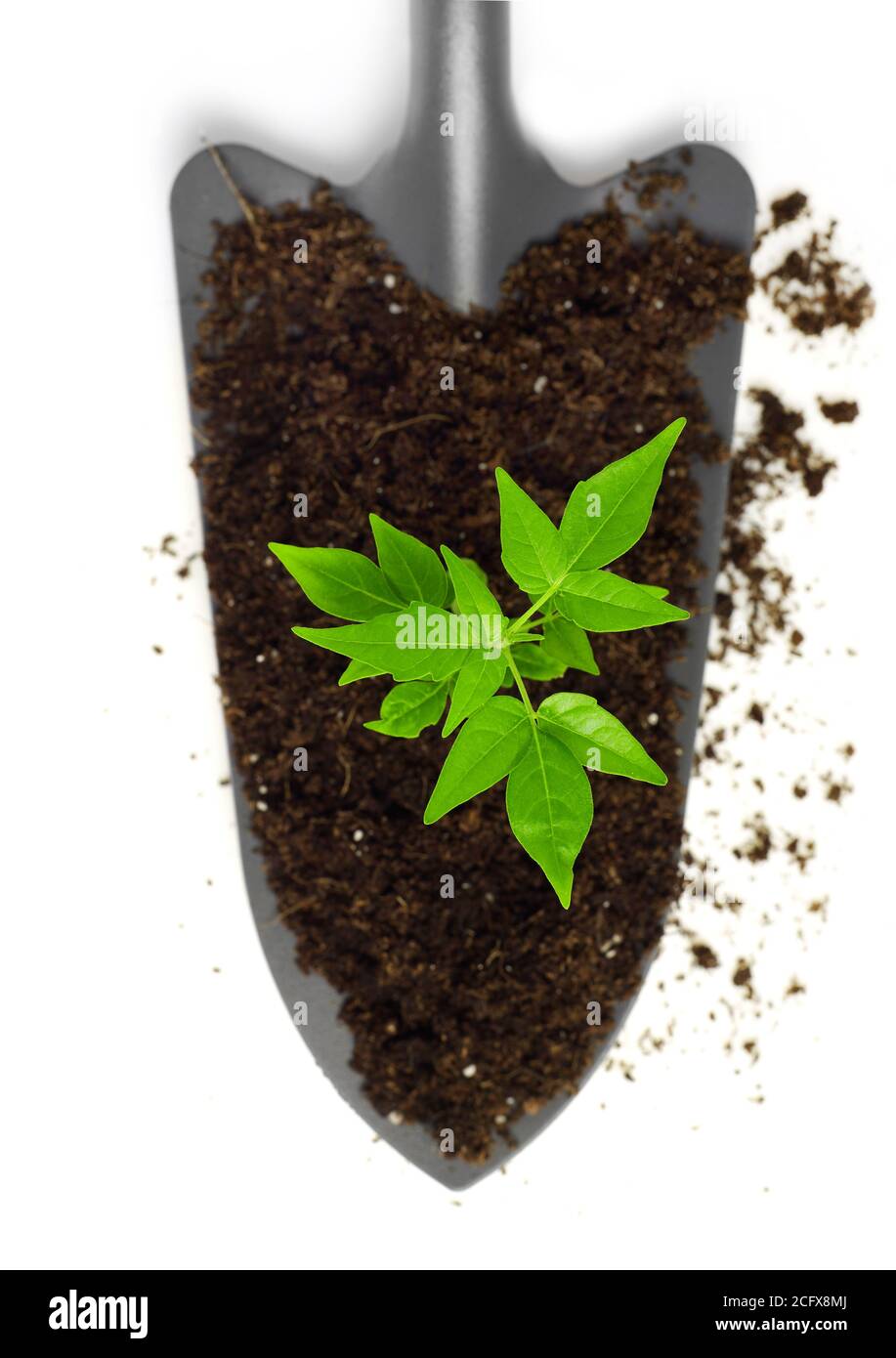Growing plant on a trowel Stock Photo Alamy