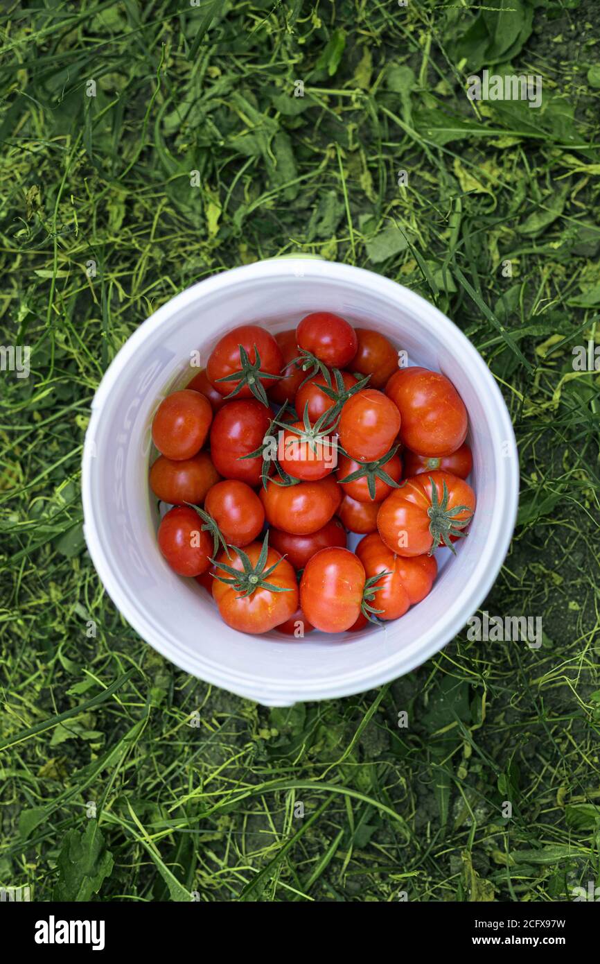 Download Red Plastic Tomato High Resolution Stock Photography And Images Alamy PSD Mockup Templates