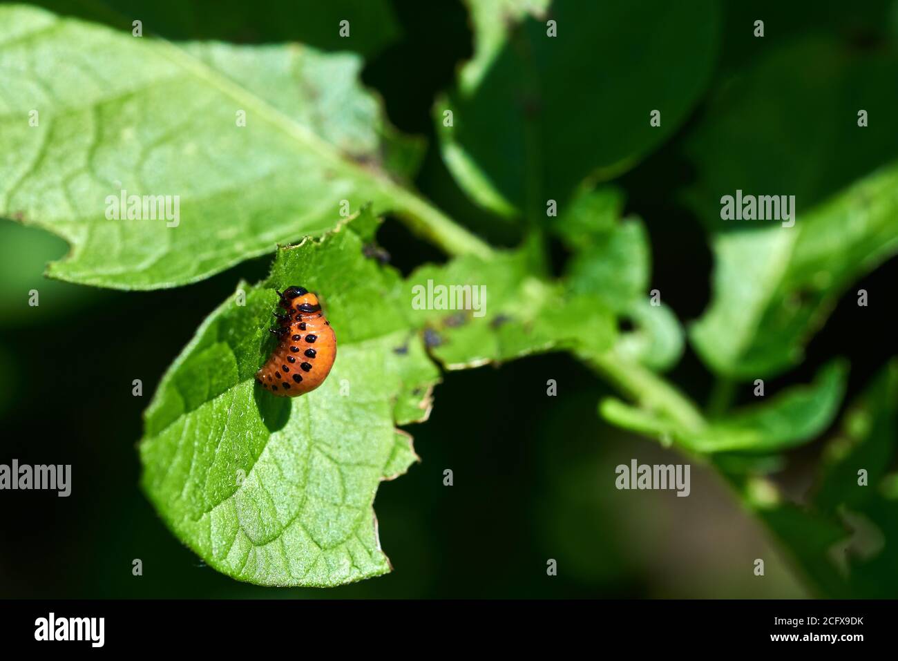 Close-up photo of red potato beetle larvae on a plant leaf. Agricultural pest on a farm in South Moravia in the Czech Republic. Stock Photo