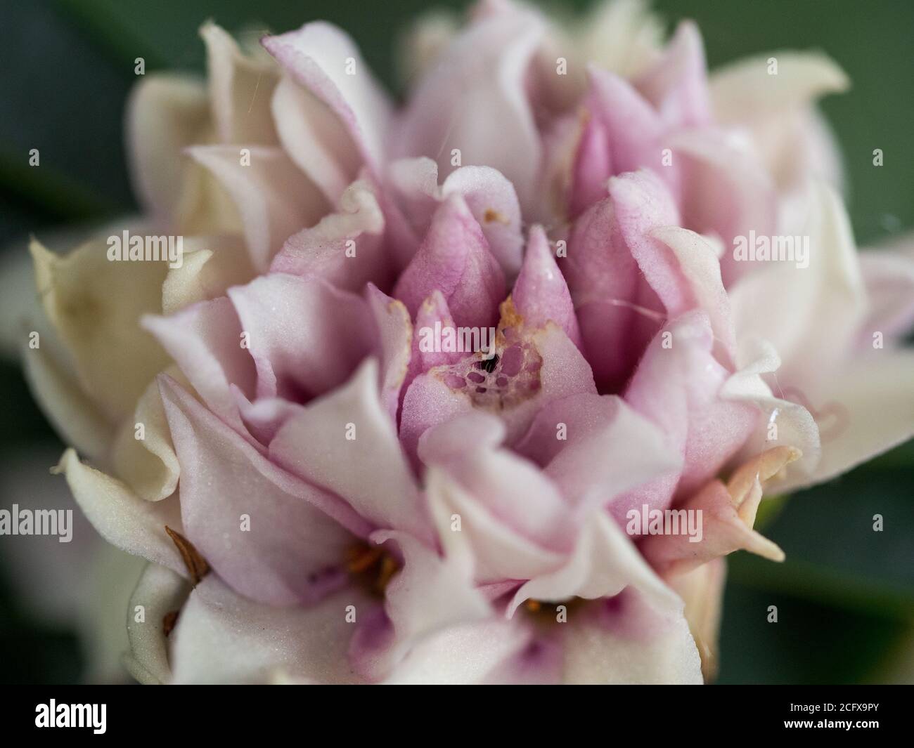 Flower Macro, Bunched together Daphne flowers, amazingly fragrant, pastel pink, purple and mauve and cream blooms detailing petals, green background Stock Photo