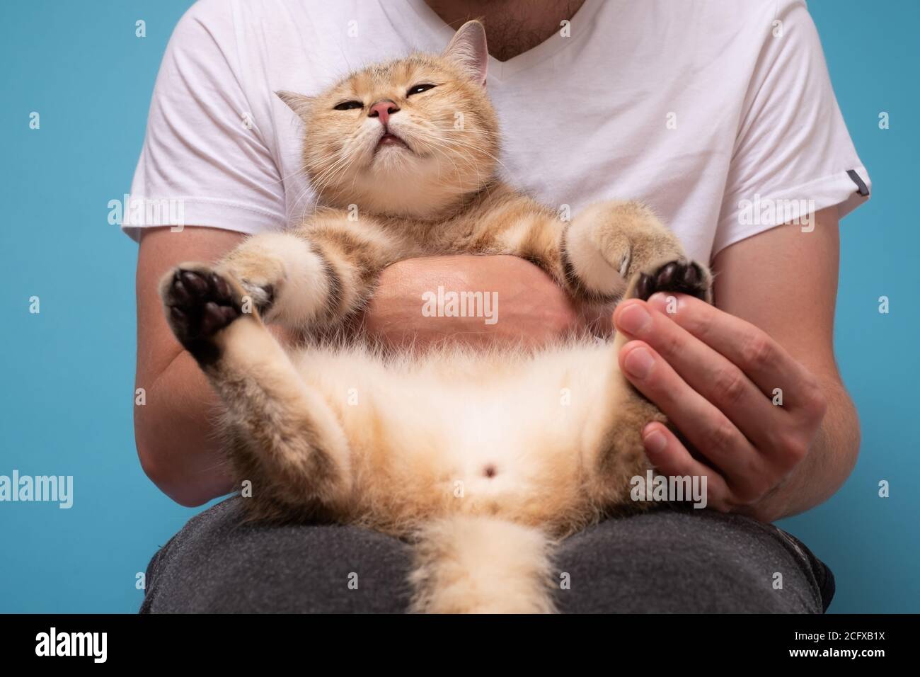British cat taking a nap resting on his owner knees. Stock Photo