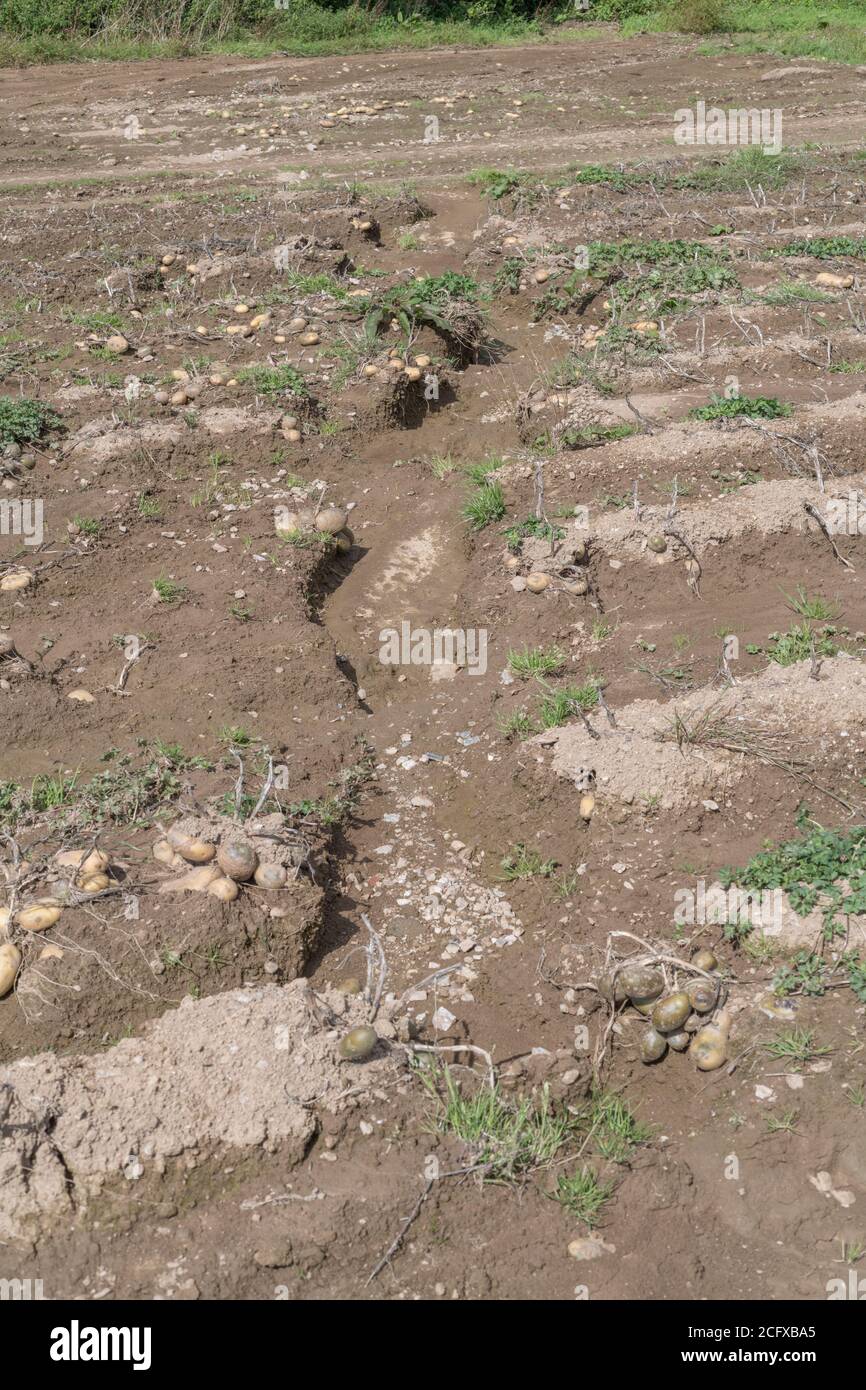 Field of potato tubers exposed after crop washout and soil erosion in potato crop. For bad weather, adverse conditions, heavy rains, crop loss. Stock Photo