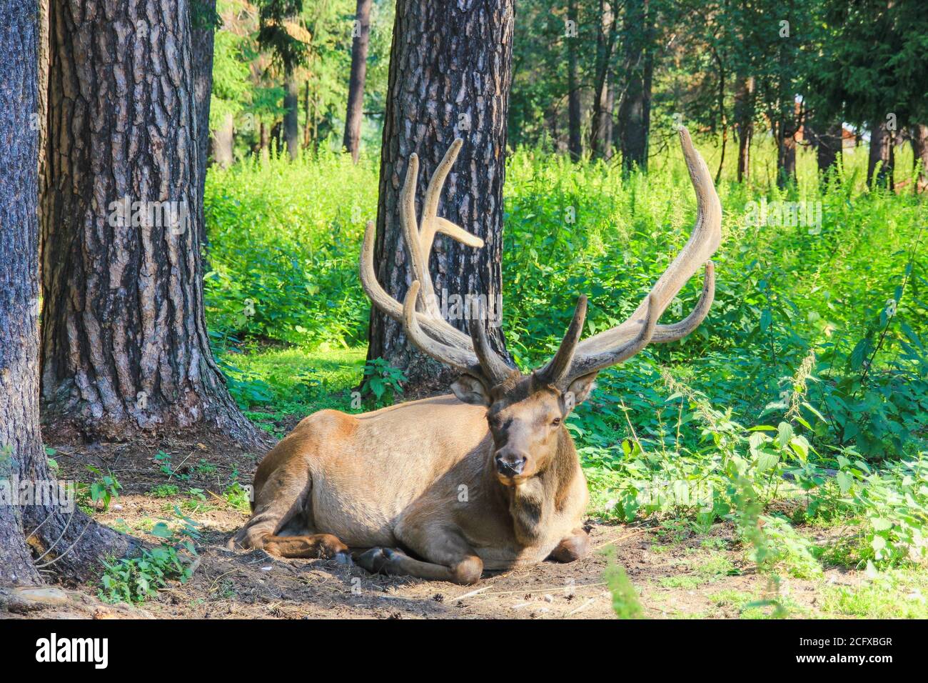 Young Red Deer with branched wide horns is lying on forest meadow with pine trees on  sunny day.Beautiful forest landscape with wild animals. Stock Photo