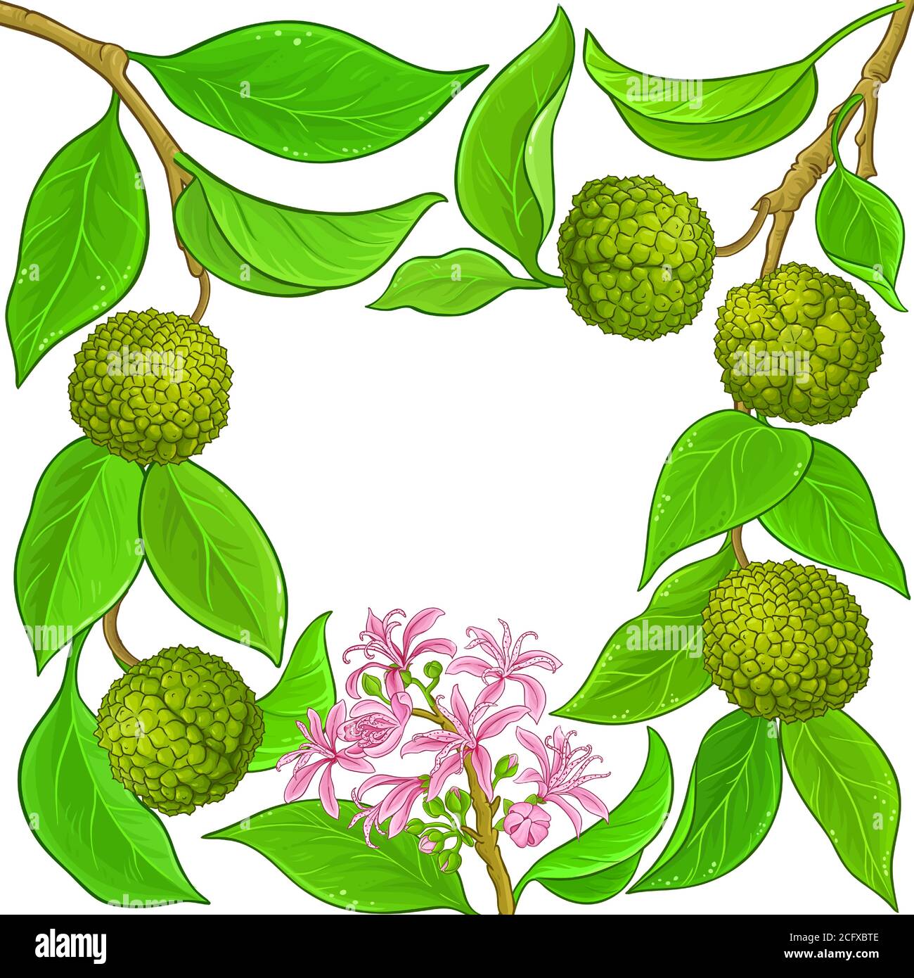 calodendrum vector frame Stock Vector