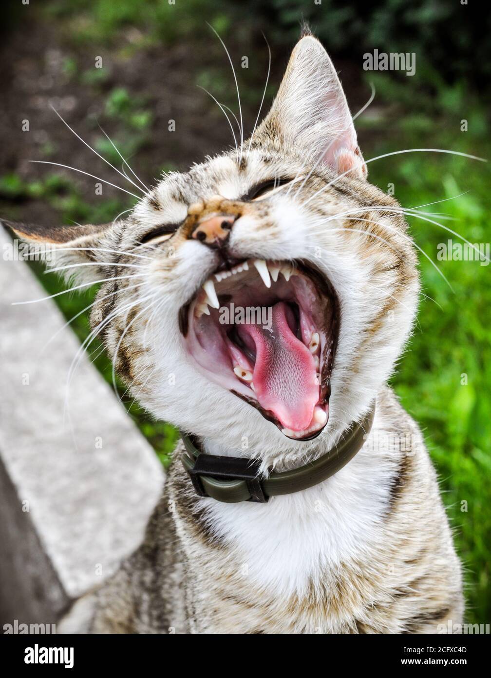 Tabby cat yawns open wide your cat s mouth Stock Photo Alamy