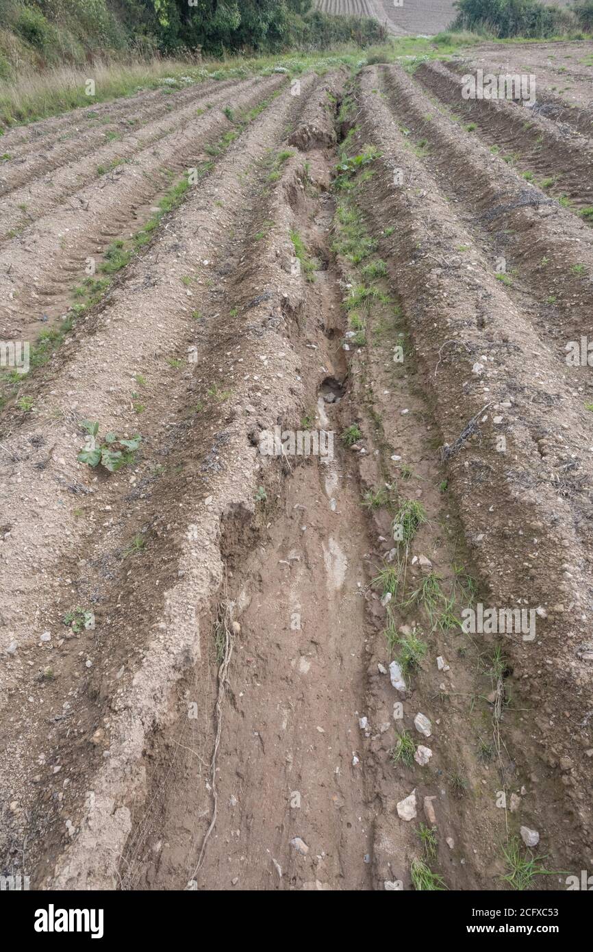 Potato hills or runs exposed after crop washout and soil erosion in potato crop. For bad weather, adverse conditions, heavy rains, crop loss. Stock Photo
