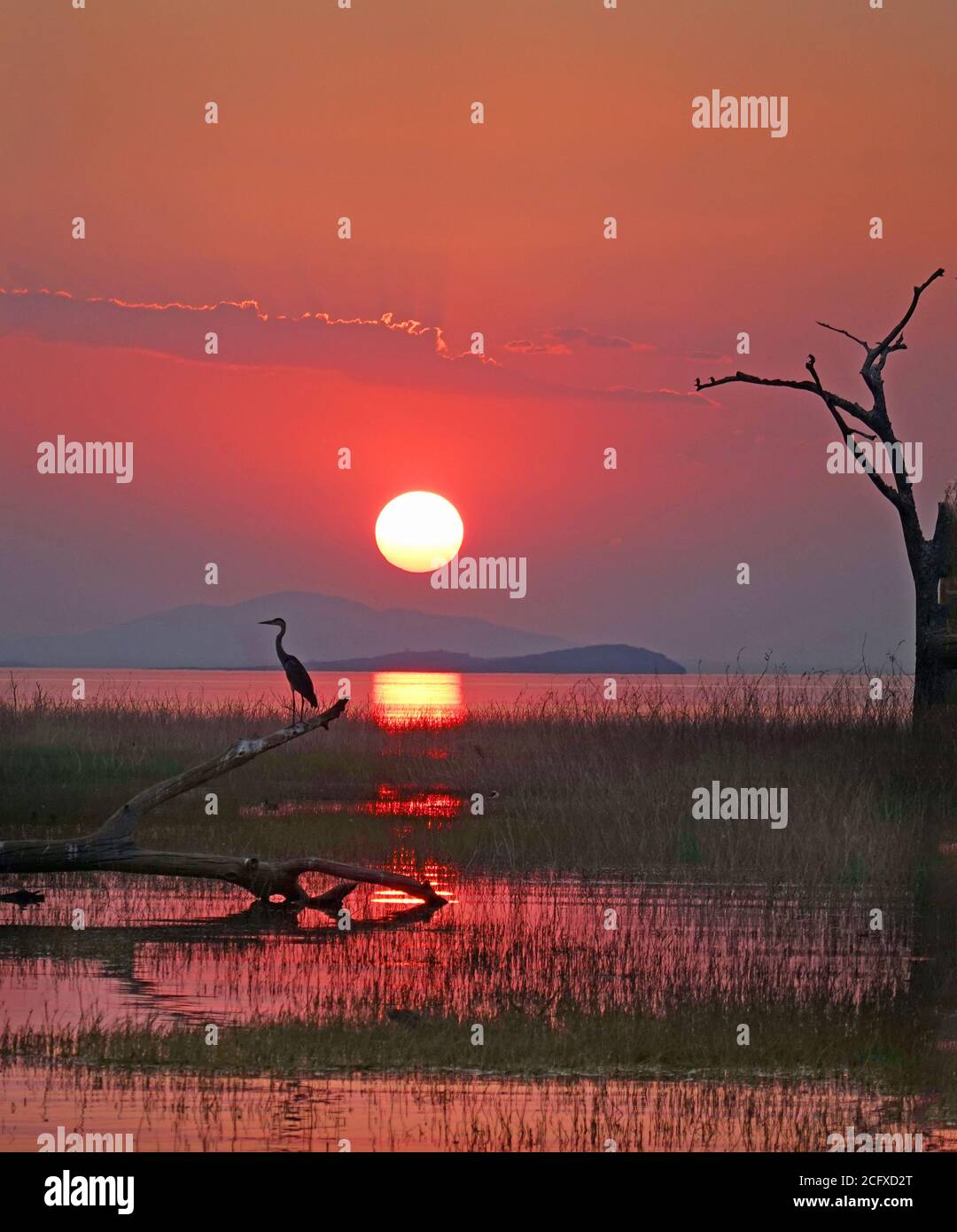 Beautiful Red Sunset over Lake Kariba with a grey heron silhouette ...