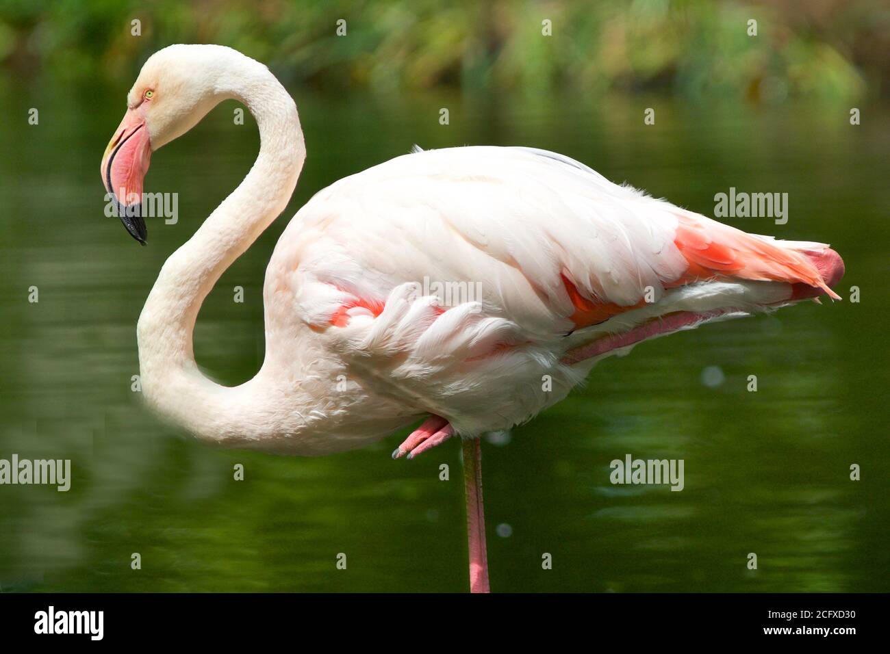 Close up of a Greater Flamingo standing o oe leg with a natural green bush and water background.  London Zoo Stock Photo