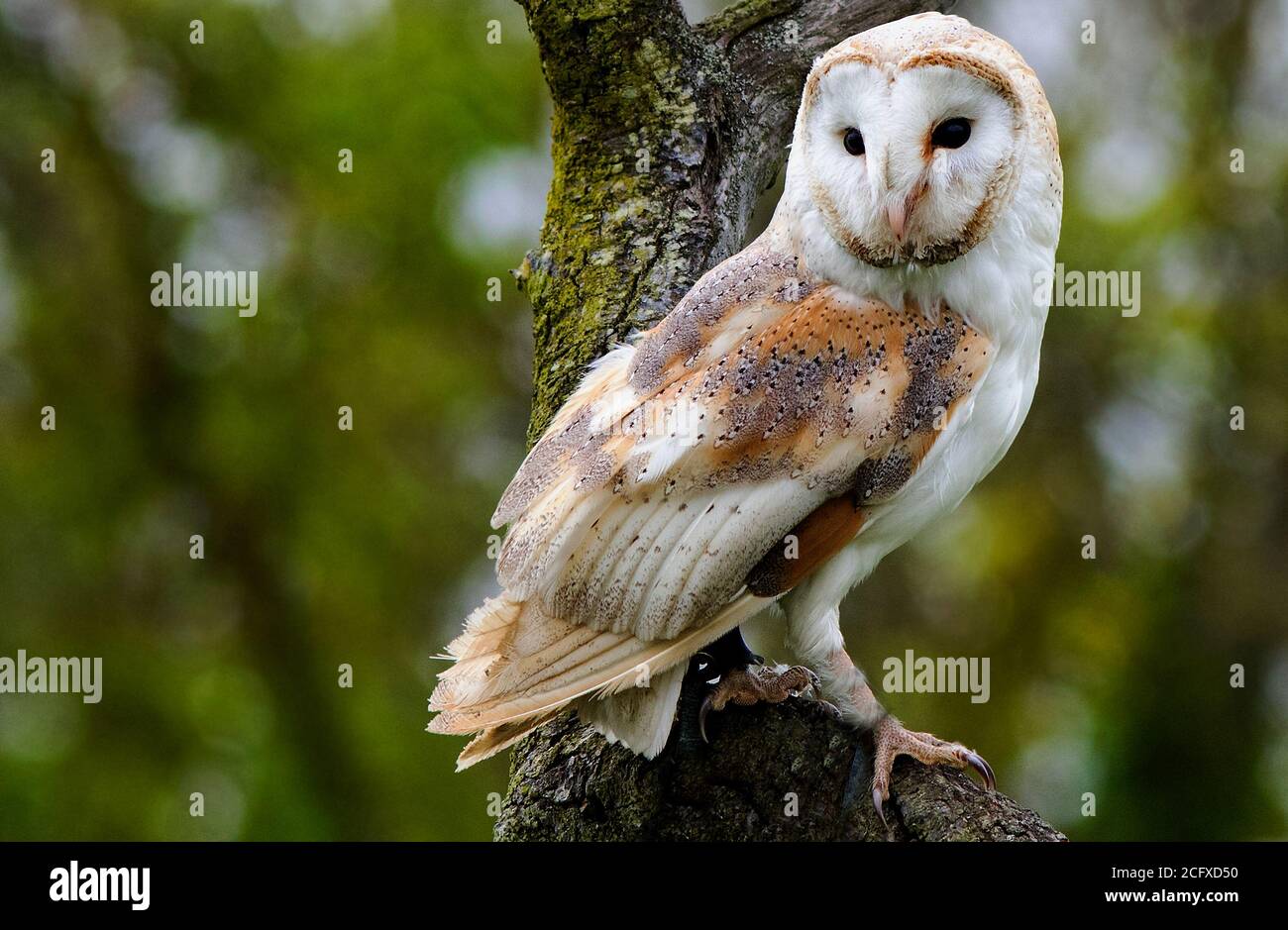 Solitary Barn Owl Perched on a large branch with a natural green bush background Stock Photo