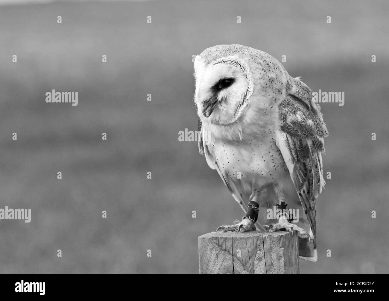 Barn Owl perching on a wooden tree trunk in daylight Stock Photo