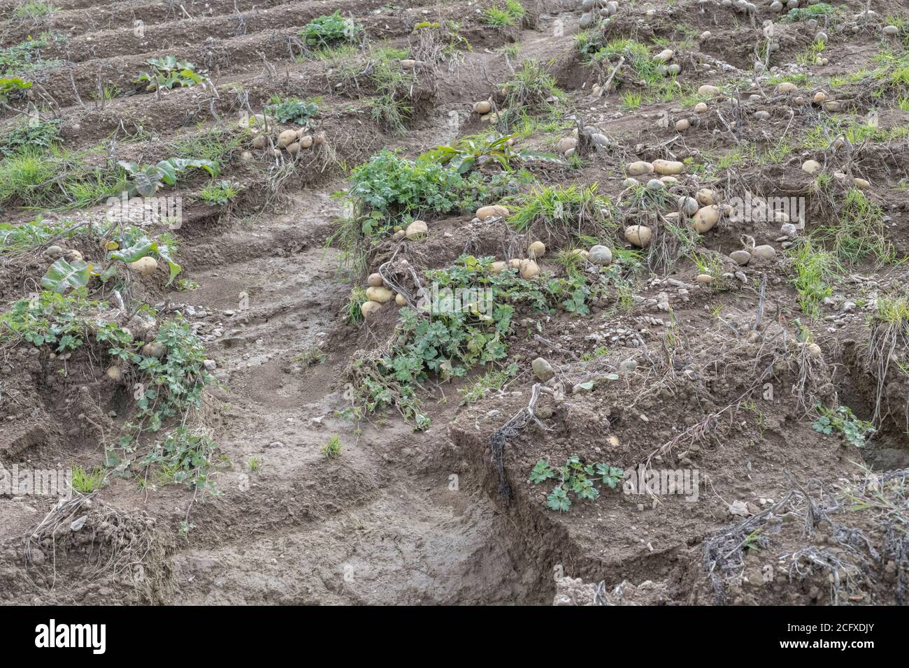 Field of potato tubers exposed after crop washout and soil erosion in ...