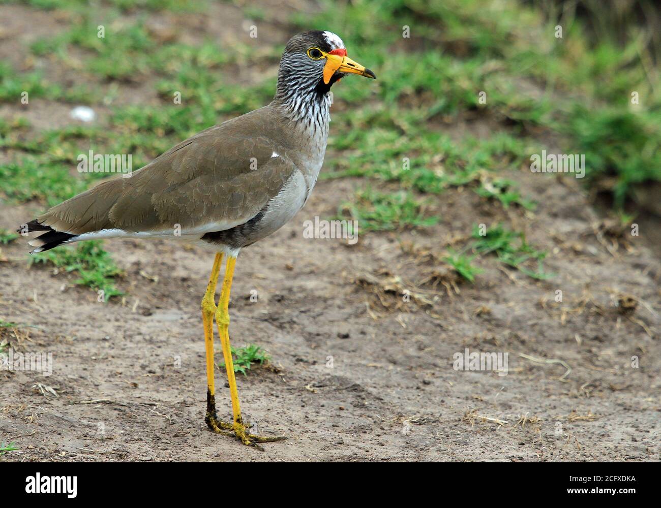 Close up of a lone colourful Wattled Lapwing (Vanellus senegallus) standing on the ground in Masai Mara, Kenya Stock Photo