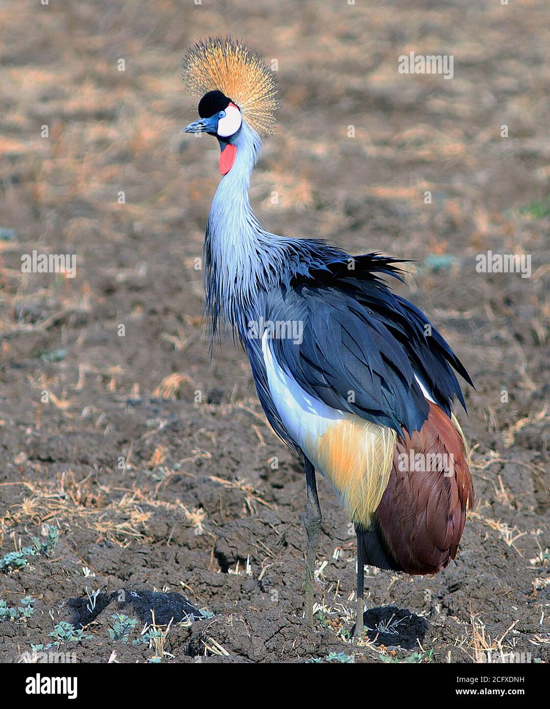 Grey Crowned (Crested) Crane (Balearica regulorum) Standing on the dry mud in South Luangwa National Park, Zambia, Southern Africa Stock Photo