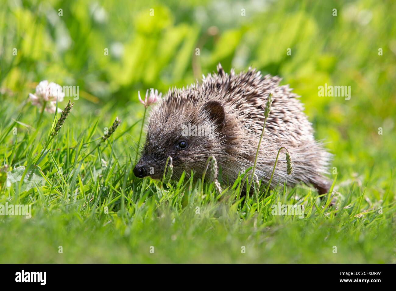 Cute young European Hedgehog (Erinaceus europaeus) walking in the grass. Stock Photo