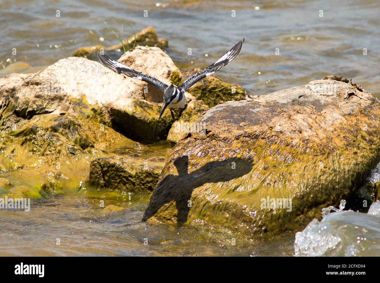 Pied Kingfisher in flight with nice shadow outline on the shoreline below, Lake Malawi, Africa Stock Photo