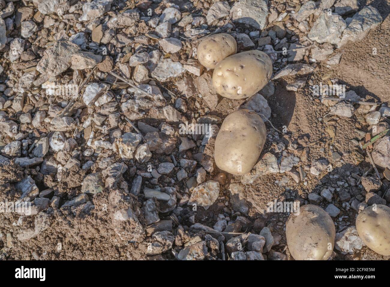 Potatoes left lying on ground hires stock photography and images Alamy