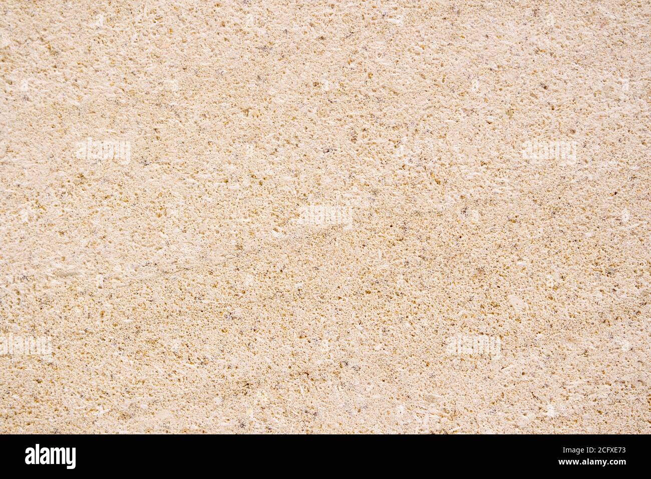 Beautiful high detailed beige coquina stone. Stock Photo