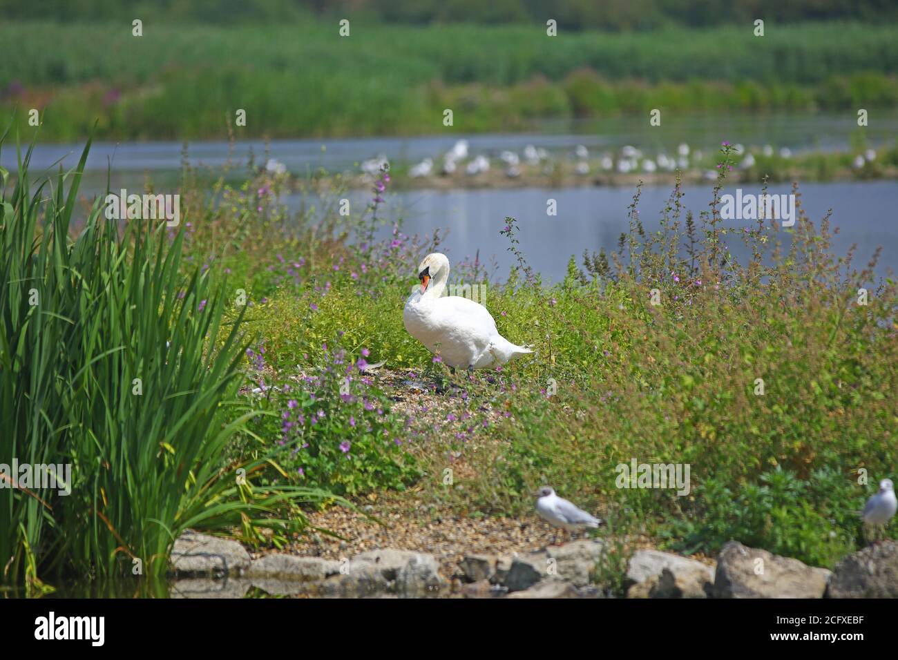 Mute Swan standing on a small island in the middle of a lake with lake and other birds in the background Stock Photo