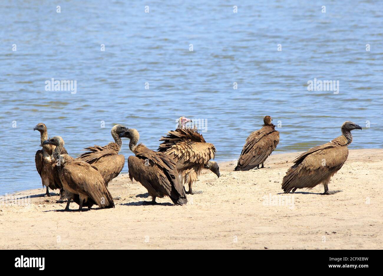 Kettle of vultures hires stock photography and images Alamy