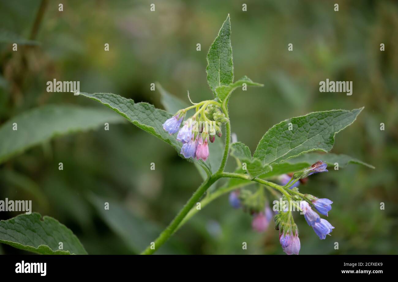 Closeup shot of the wild field flowers in the field Stock Photo - Alamy