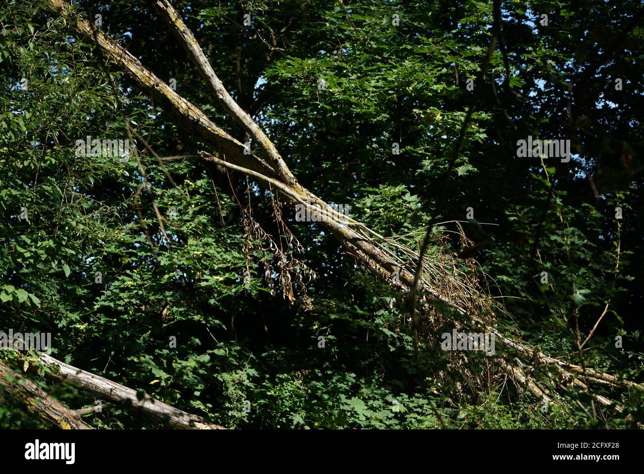 Thick vegetation hi-res stock photography and images - Alamy
